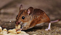 24 Hour & Emergency Exterminators in Jurupa Valley, CA